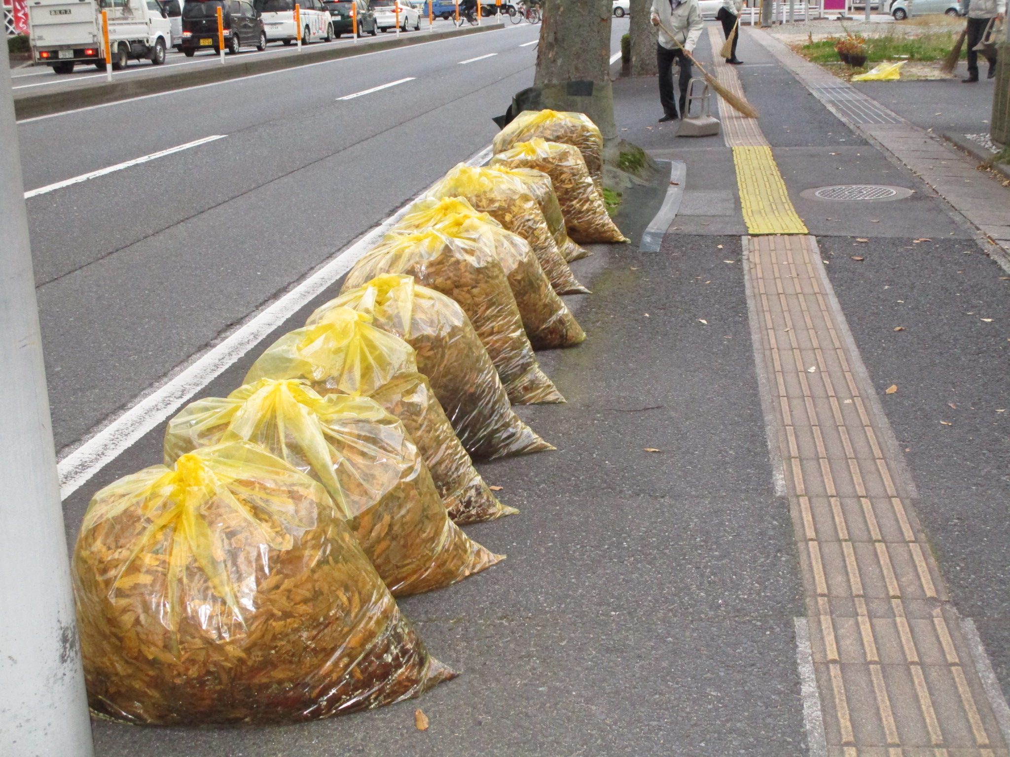 秋のけやき通り一斉清掃を行いました